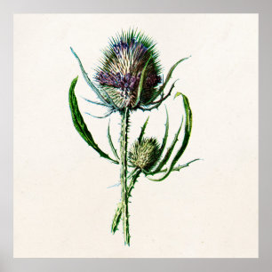 Póster Flor salvaje del cardo escocés viejo del vintage