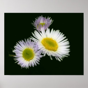 Póster Flor salvaje Fleabane Daisy