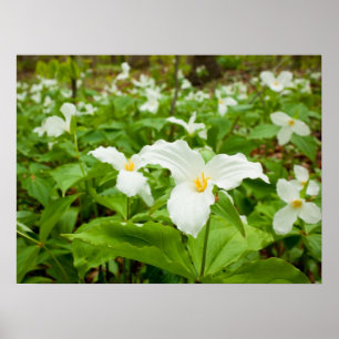 Póster Flor salvaje Trillium