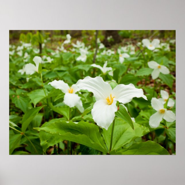 Póster Flor salvaje Trillium (Frente)