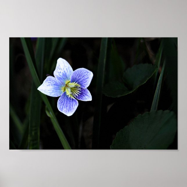 Póster Flor salvaje violeta azul bonito en foto natural (Frente)