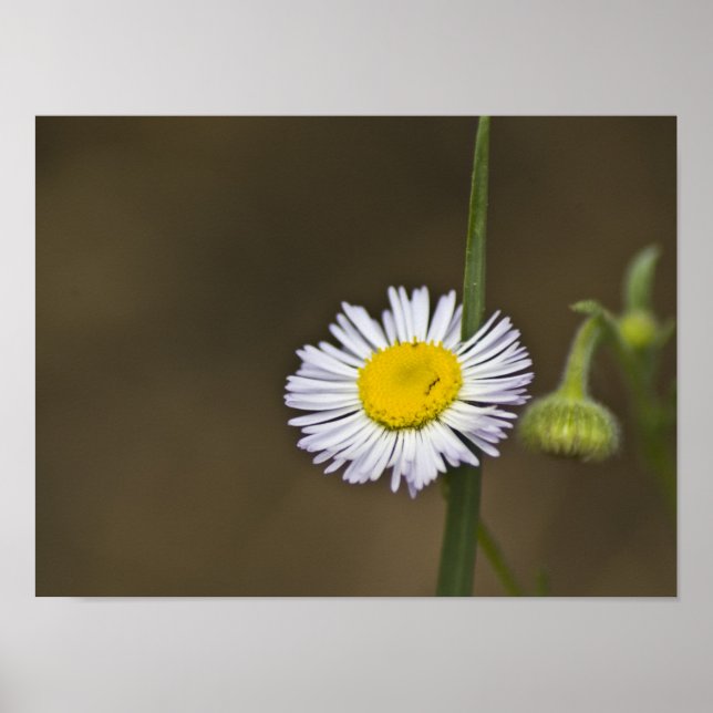 Póster Flor silvestre (Frente)