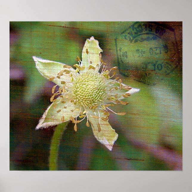 Póster Flor silvestre 4 (Frente)