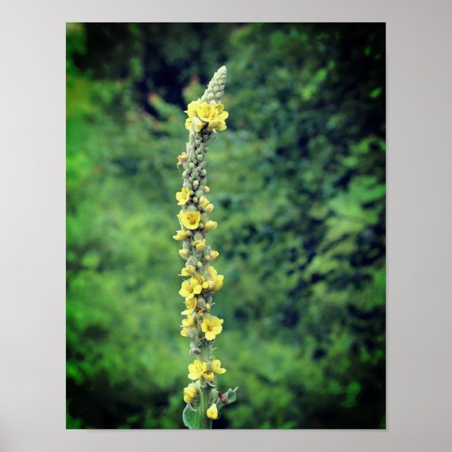 Póster Flor silvestre amarilla (Frente)