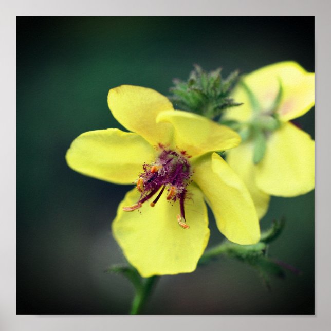 Póster Flor silvestre amarilla delgada (Frente)