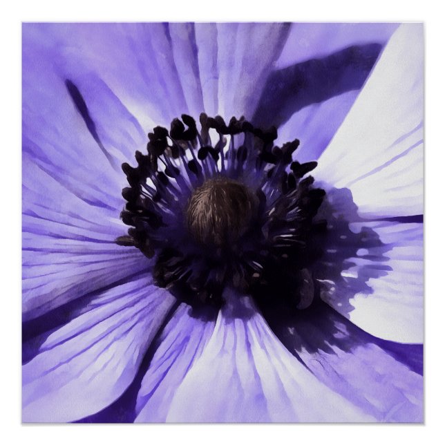 Póster Flor silvestre azul lilac azul anemone (Anverso)