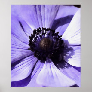 Póster Flor silvestre azul lilac azul anemone