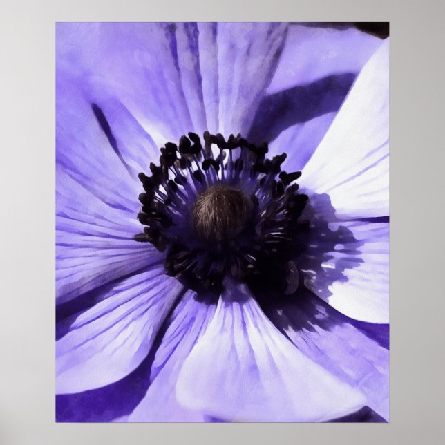 Póster Flor silvestre azul lilac azul anemone (Frente)