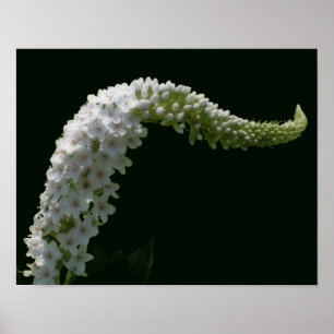 Póster Flor silvestre blanca rizada soñadora