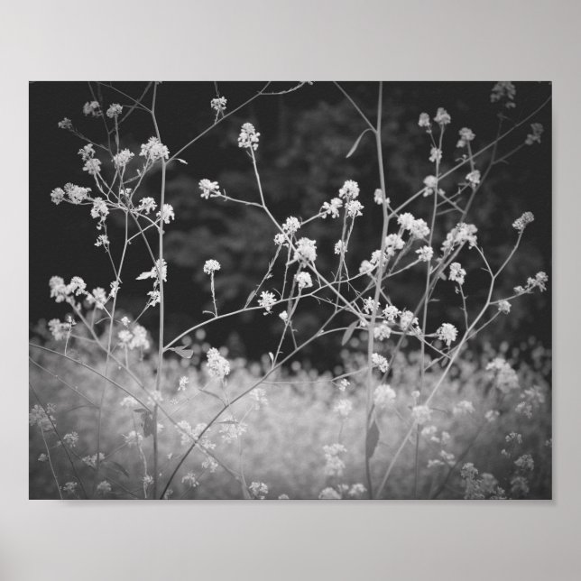 Póster Flor silvestre caprichosa en blanco y negro (Frente)