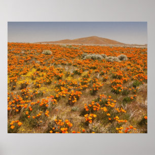 Póster Flor silvestre de adormidera de California