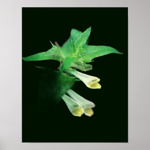 Póster Flor silvestre de bosque blanco fantasmal se acerc