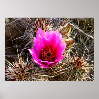Póster Flor silvestre de cactus floreciendo (higo chumbo)