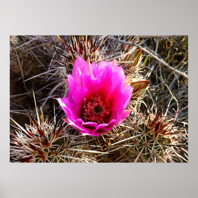 Póster Flor silvestre de Cactus floreciente (Frente)