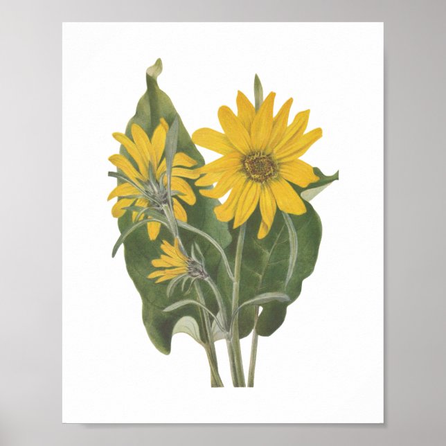 Póster Flor silvestre de raíz de Balsam (Frente)