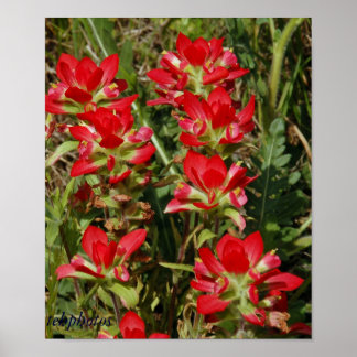 Póster Flor silvestre de Texas
