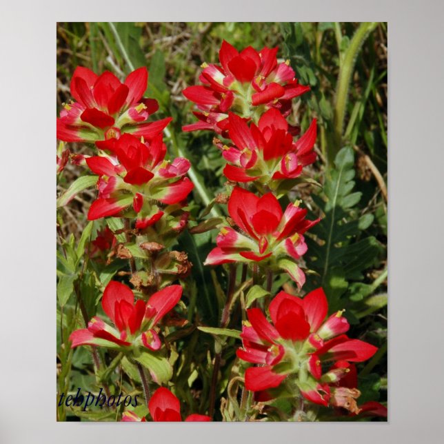 Póster Flor silvestre de Texas (Frente)