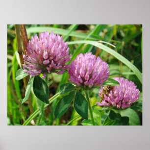 Póster Flor silvestre de trébol rosa - Patenas de trifoli