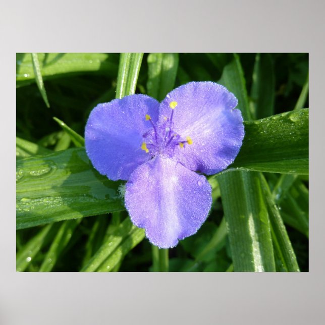 Póster Flor silvestre Dewy Trillium Spring (Frente)
