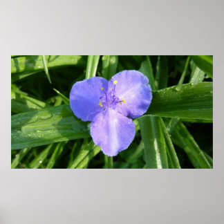 Póster Flor silvestre Dewy Trillium Spring