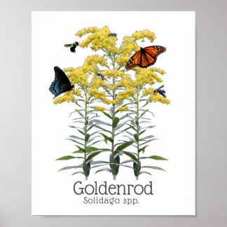 Póster Flor silvestre Goldenrod Solidago