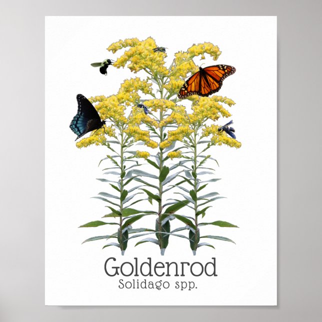 Póster Flor silvestre Goldenrod Solidago (Frente)