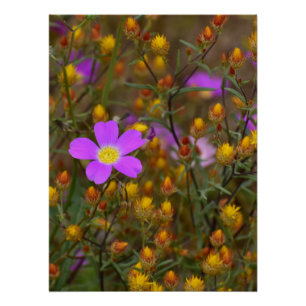 Póster Flor Silvestre Púrpura – Sinfonía de Colores de la