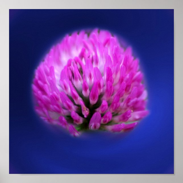 Póster Flor silvestre Red Clover (Frente)