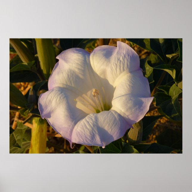 Póster Flor silvestre sagrada de la flor Datura (Frente)