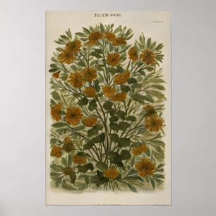 Póster Flor silvestre vintage en papel viejo - Rústico