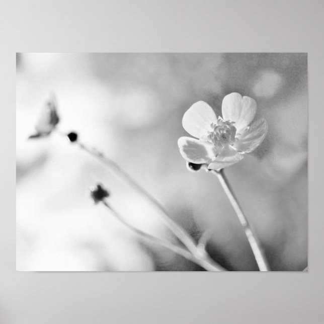 Póster Flor simple en blanco y negro (Frente)