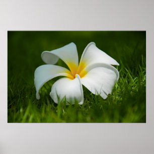 Póster flor solitaria