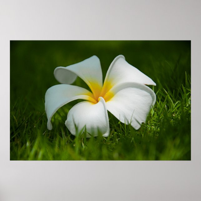 Póster flor solitaria (Frente)