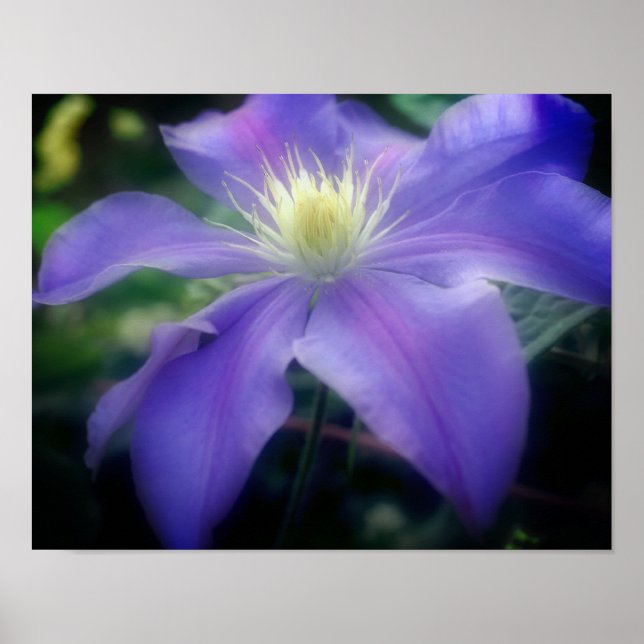Póster Flor suave morada de clematis (Frente)
