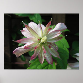 Póster Flor tres