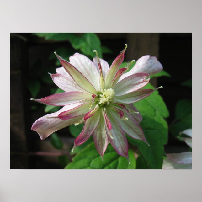 Póster Flor tres (Frente)