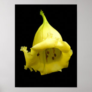Póster Flor tropical amarilla