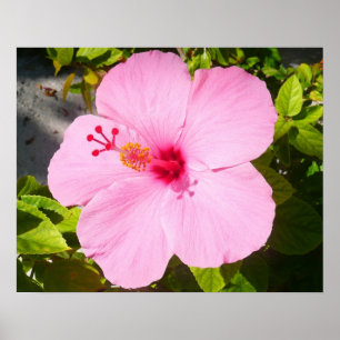 Póster Flor Tropical de Hibisco Rosa