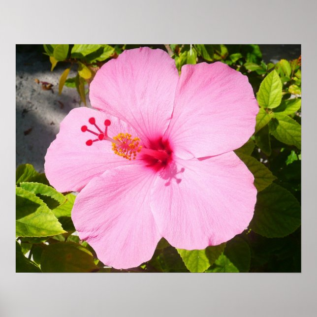Póster Flor Tropical de Hibisco Rosa (Frente)