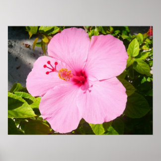 Póster Flor tropical Hibiscus rosa