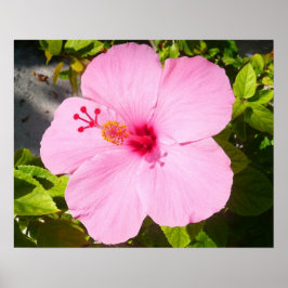 Póster Flor tropical Hibiscus rosa