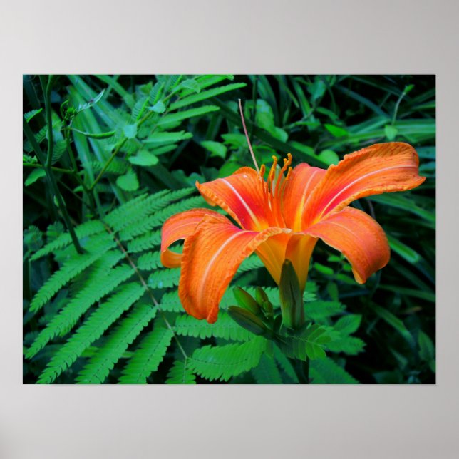 Póster Flor tropical naranja (Frente)