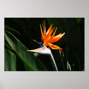Póster Flor tropical naranja Ave del Paraíso