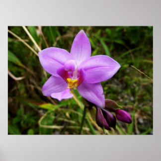 Póster Flor tropical púrpura de orquídea salvaje