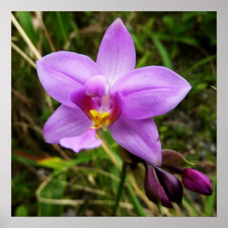 Póster Flor tropical púrpura de orquídea salvaje