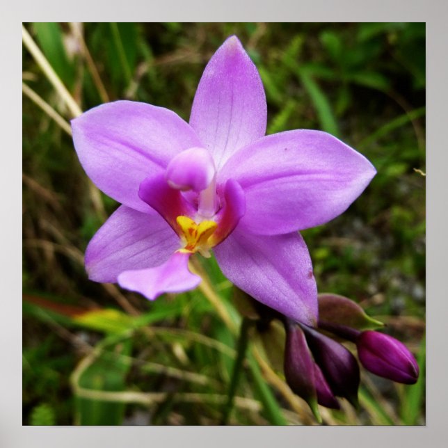Póster Flor tropical púrpura de orquídea salvaje (Frente)