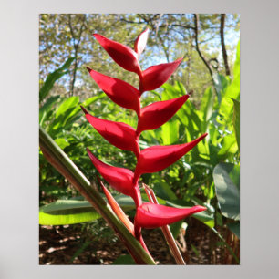 Póster Flor tropical roja - Heliconia