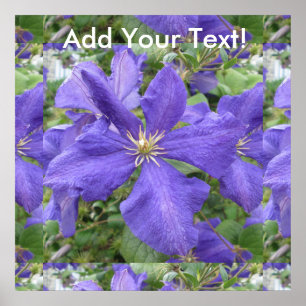 Póster Flor verde púrpura Clematis