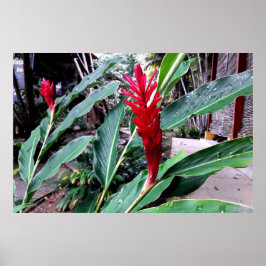 Póster flor vermelha