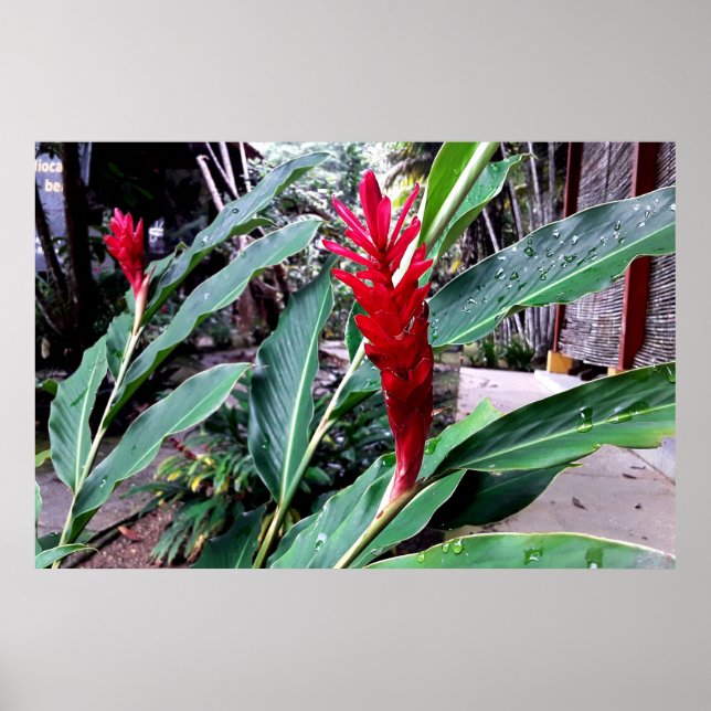 Póster flor vermelha (Frente)